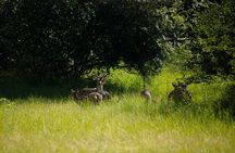 Minneriya National Park halfday Safari