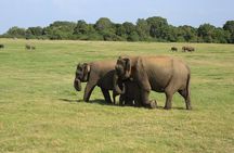 Minneriya National Park halfday Safari