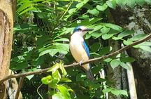 Upolu Island Tours with Coconut Tours Samoa