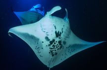 Manta Ray Night Snorkel Adventure in Kailua-Kona