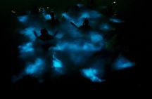 Magical Bioluminescence Bay Tour