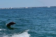 Dolphin Sightseeing and Shell Island Snorkel Tour