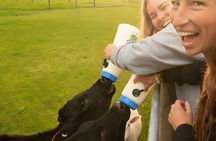 Farm Tour and Milford Sound Nature Cruise from Te Anau