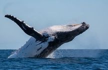 Kayak Whale Watch and Snorkel Hawaiian Islands Whale Sanctuary