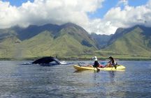Kayak Whale Watch and Snorkel Hawaiian Islands Whale Sanctuary