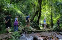 Chiang Mai Mae Kam Pong Wild Gibbon Jungle Trek with Transfer