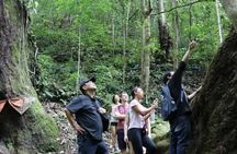 Chiang Mai Mae Kam Pong Wild Gibbon Jungle Trek with Transfer