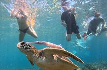 Manta Ray Snorkeling From Bali