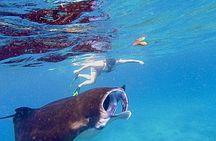 Manta Ray Snorkeling From Bali