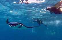 Manta Ray Snorkeling From Bali
