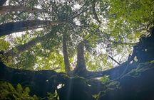 Mt Fuji Aokigahara Forest Adventure Hiking Tour