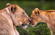 Premium Port Elizabeth Morning Safari 