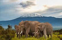 Private Day Tour Amboseli National Park View Mt. Kilimanjaro 4WD