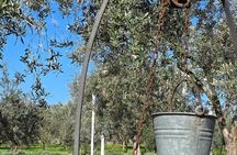 Pompeii : wine and oil tasting with aperitif on the Estate