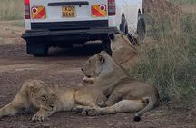 Half Day Guided Tour in Nairobi National Park with a 4WD