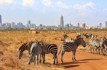 Half Day Guided Tour in Nairobi National Park with a 4WD