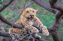 Jaipur Leopard Safari with Monkey Temple with Pick up and Drop 