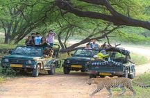 Jaipur Leopard Safari with Monkey Temple with Pick up and Drop 