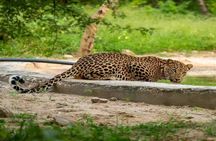 Jaipur Leopard Safari with Monkey Temple with Pick up and Drop 