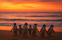 Melbourne Phillip Island Penguin Parade Private Tour -Pickup incl