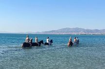 Horse Riding, Parasailing in Hurghada Beach, Gifted 3 Hours Spa