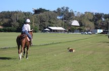 Polo Lessons in Mar del Plata: Learn and Improve Your Game