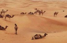 Dubai Desert Safari Adventures