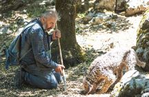Truffle Hunting and Beekeeping in Crete Rouva Forest