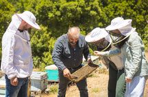 Truffle Hunting and Beekeeping in Crete Rouva Forest