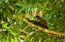 Caño Negro Wildlife Boat Safari from La Fortuna (Full-Day Tour)
