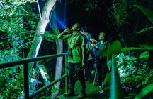 Guided Night Jungle Walk near Arenal Volcano - Frogs & wildlife