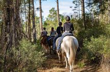 1-Hour Goethe Forest Horseback Trail Ride