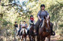 Long Goethe Forest Horseback Trail Ride