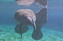 Crystal River: Three Sisters Tandem Kayak Dry Tour