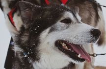 Guided Dog Sledding Adventure Tour, Anchorage Hotel Pickup