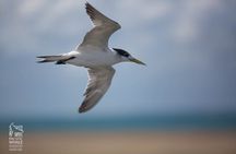Great Sandy Straits Seven Island Ultimate Wildlife Cruise