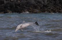 Great Sandy Straits Seven Island Ultimate Wildlife Cruise