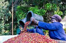 Private Half Day Tour in Fairview Coffee Farm from Nairobi