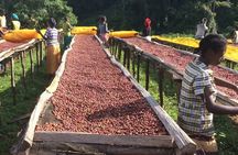 Private Half Day Tour in Fairview Coffee Farm from Nairobi
