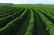 Private Half Day Tour in Fairview Coffee Farm from Nairobi
