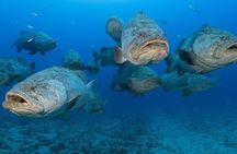 Scuba Diving Charters in Jupiter Florida