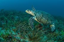 Scuba Diving Charters in Jupiter Florida