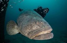 Scuba Diving Charters in Jupiter Florida