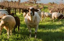 Sunset Eco Farm Experience Sheep Olive Oil Wine Cheese Tasting