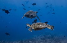 Private Waikiki Boat Charter – Create Your Own Ocean Experience