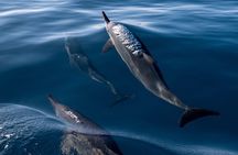 Private Waikiki Boat Charter – Create Your Own Ocean Experience