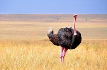 2 Day Fly In - Fly Out Zanzibar to Tarangire & Ngorongoro Safari