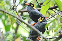 Bird watching in Colombo 