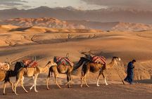 Agafay Desert Quad and Camel Rides with Dinner and Show