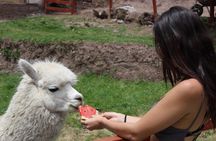 Cusco: visita el centro rescate de animales 